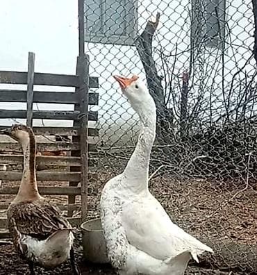 Çin qazları – damazlıq sürü Məhsul təsviri: - Növ: Çin (Swan/Chinese)