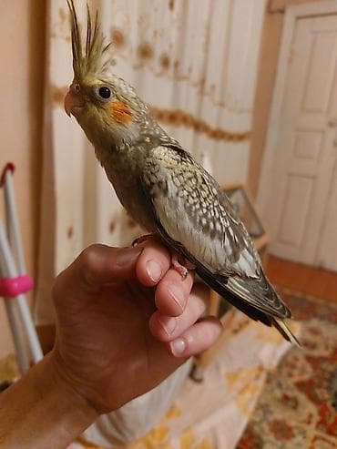 etibarlı əllərə it verilir: Korella — 3