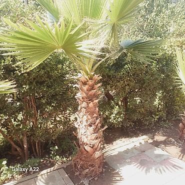 ağ şanı yarpaq: Washingtonia filifera dekorativ xurma ağacları - Növ: Washingtonia — 1
