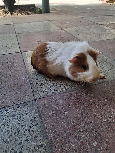 gəmirici: Meşəyə bənzər ağ-qəhvəyi rəngli gvineya donuzu (guinea pig) - Növ — 3