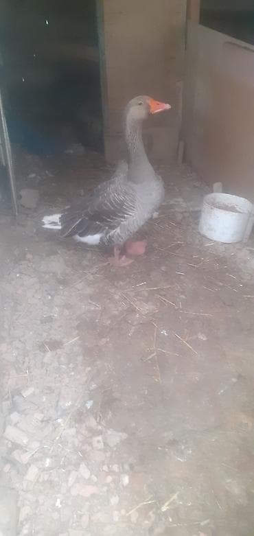 kend colpası: Qaz – boz rəngli, super akdiv erkəydi dişi qazla dəyişirəm — 2