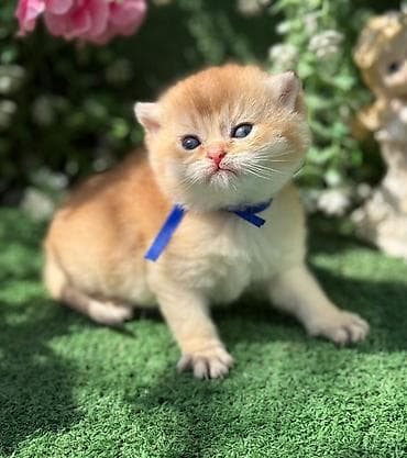 pisik ucuz: Britan — 3