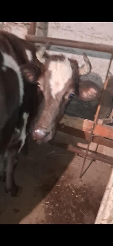 Eşşəklər: Boqazdi 6 ayi tamamdi 4 cu qarina dogacaq alan olsa razilawma olacaq — 1