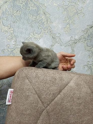 pişik gəncə: Şotland yastı qulaq, Erkək, Dişi — 7