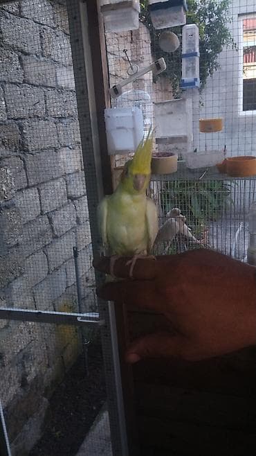 tutuquşlar: Nimfa (cockatiel) tuturğayı – evdə saxlanmaq üçün ideal sevimli orta — 3