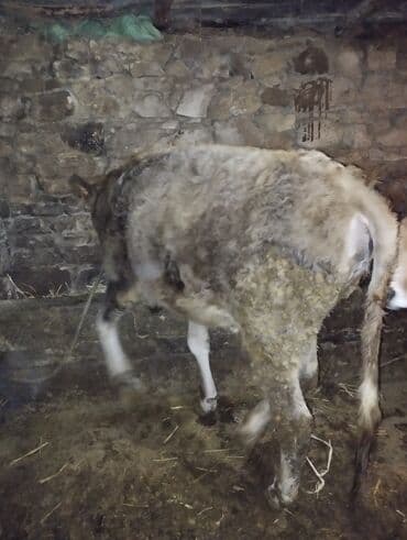 Toyuqlar: Dana, buzov, Erkək, ay: 6, Ətlik — 2