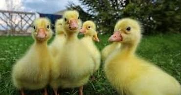 Qaz cücələri, Ətlik, Ödənişli çatdırılma