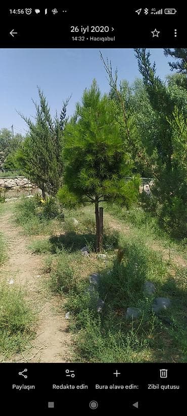cepis satisi: 42 sot, Kənd təsərrüfatı, Makler, Kupça (Çıxarış) — 2