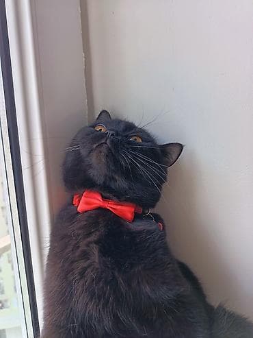 pişiy adları: Şotland, Erkək, Cütləşmə üçün — 3