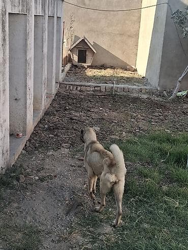 kangal iti satilir: Kanqal, 2 il, Dişi, Cütləşmə üçün — 5