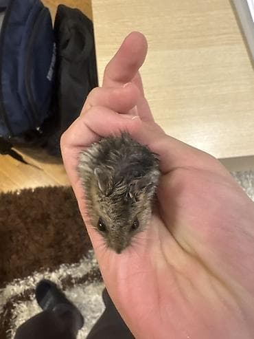 dovsan yemi: Cırtdan hamster – ev heyvanı - Növ: cırtdan (dzungar tipli) hamster - — 3