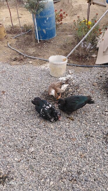 ördək balası satışı: Məhsul: Ördəklər (3 ədəd) Təsvir: - 2 ədəd muskovi (hind) ördək – — 5