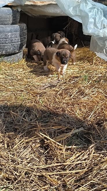 azerbaycanca at adları: Qafqaz çoban iti — 2