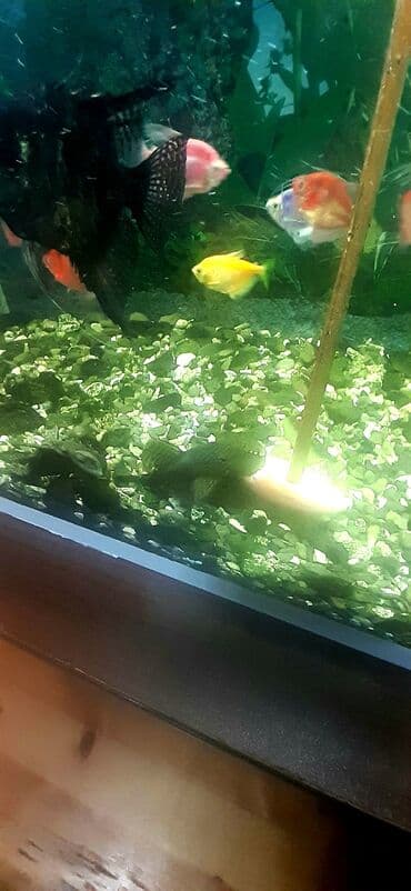 ucuz akvarium baliqlari: Dördbucaq akvarium, Balıqlarla birlikdə, 100 l — 8