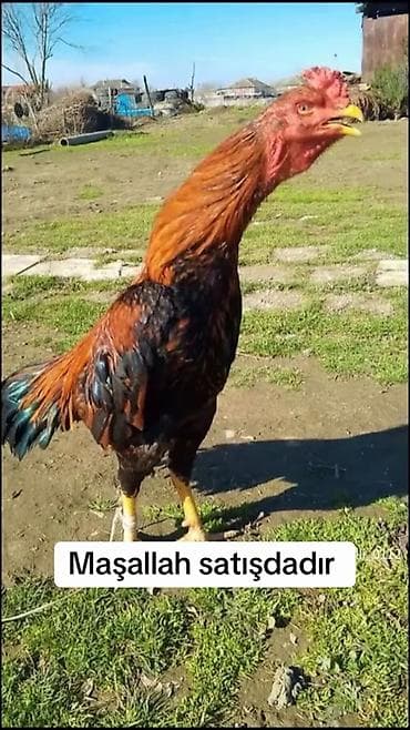 Heyratı xoruz – satılır. - İri ölçülü, uzunboylu, güclü quruluş -