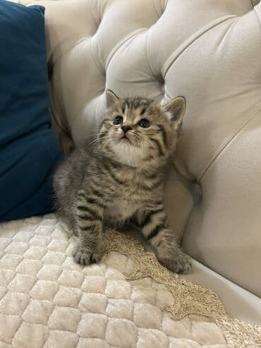 british pişik qiymeti: Britan, Erkək — 2