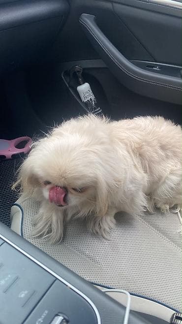 it zvanok: Pekines — 2