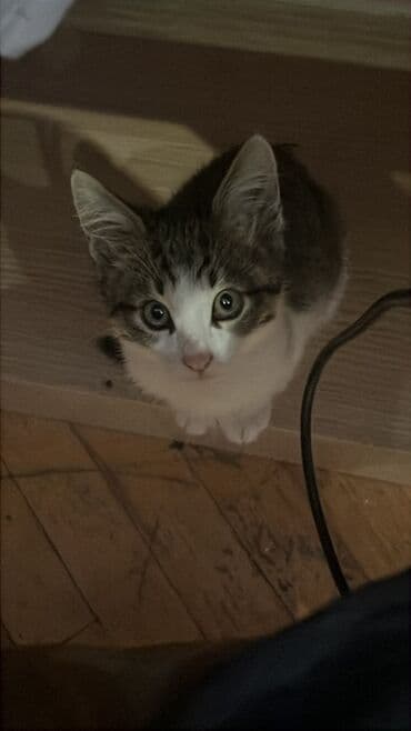 Tabbi, Erkək, Yaxşı əllərə, Ünvandan götürmə