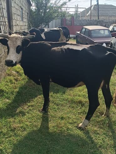 Dişi, il: 3, Ətlik, Ünvandan götürmə