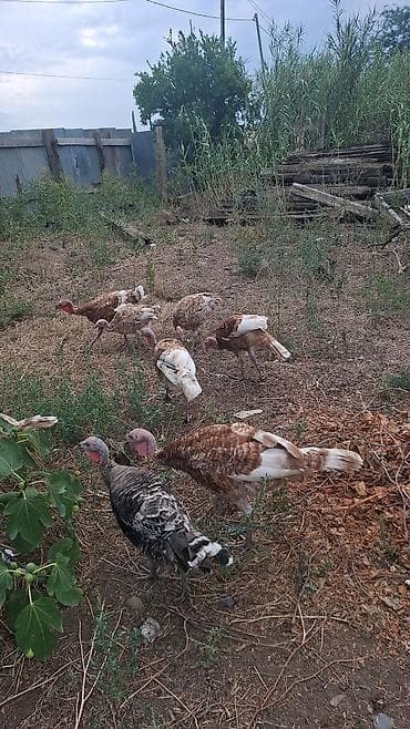 tovuz qusu satilir: Məhsul: Hinduşka sürüsü Təsvir: - Şəkillərdə qəhvəyi-ağ ləkəli — 2