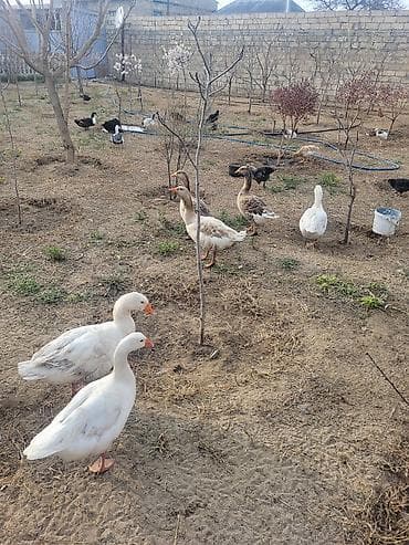 pisik ucun bit dermani: Qaz sürüsü satılır - Növ: Ağ və boz yerli qazlar (qarışıq rənglər) - — 4