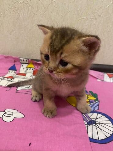 pişik: Britan — 3