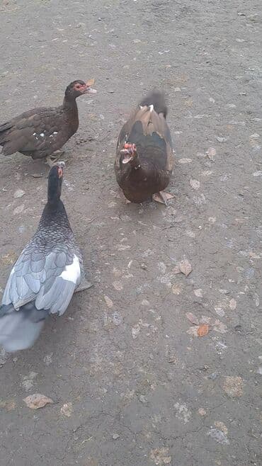 Toyuqlar: Krasnadar sortu erkək dişi ördəy satılır fərələr 30 erkək 40 manat — 3