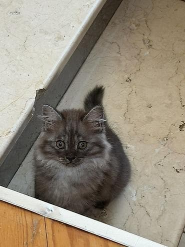 pișik: Tüstü-boz rəngli, uzun və qalın tüklü balaca pişik. Yumru sifət, iri — 2