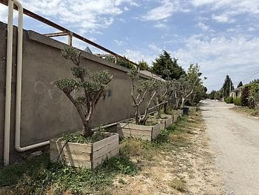Bonsai üslubunda formalaşdırılmış yetkin zeytun ağacları - Növ: Olea lalafo.az -da Bonsai üslubunda formalaşdırılmış yetkin zeytun ağacları - Növ: Olea