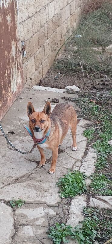 1 il, Dişi, Peyvəndli, Ödənişli çatdırılma