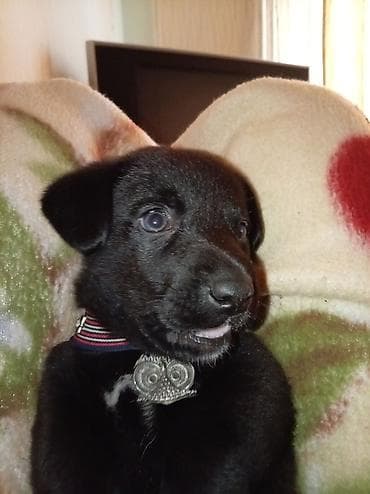 it balasi satisi: Peyvəndli — 1