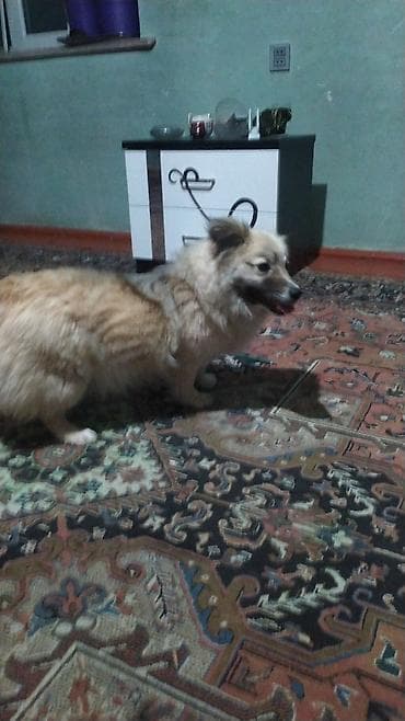 ev iti ucuz: İtlə bağlı elan - Cins: kiçik ölçülü, tüklü ev iti (qısa pəncəli — 2