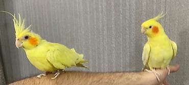 Korella hazır cütdü. En son keçen il bala almışam. Ondan sonra yuvanı — 4