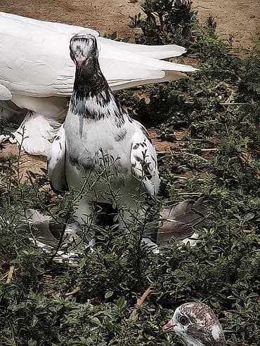 ev heyvanları it: Oynaq quş balasıdı iri lələkli hələ uçmayib — 1