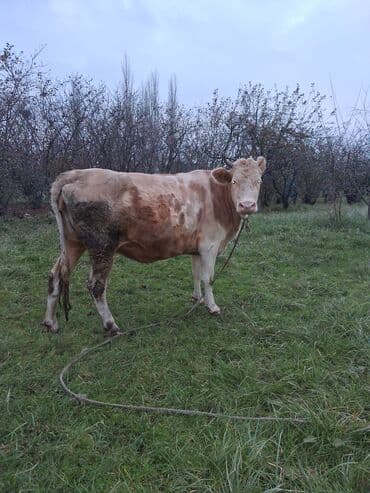 inək şəkli: Dişi, il: 6, Ünvandan götürmə — 5