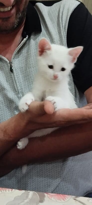 русская голубая кошка цена: Rus mavi, Erkək, Dişi, Yaxşı əllərə — 2