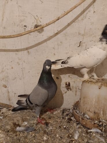 Salam iksde erkeydi cutu 25 manat tek tek 15 manat