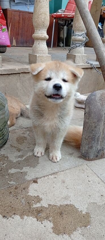 böyüməyə itlər: Akita-inu, 2 ay, Erkek, Ödənişli çatdırılma — 2