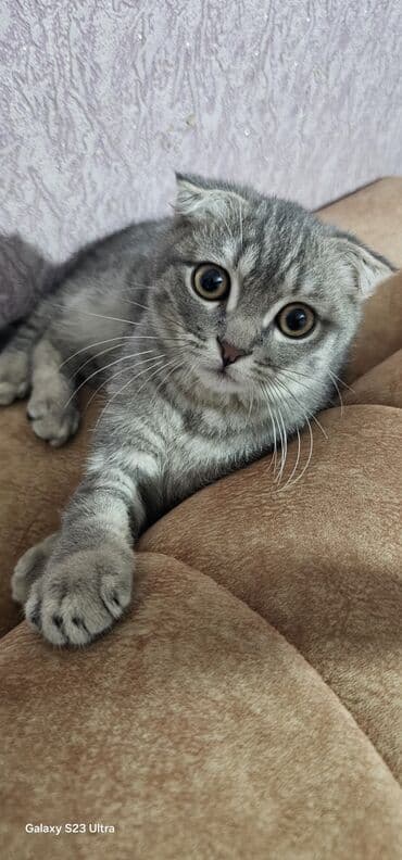 tuklu pişiklər: Şotland — 5