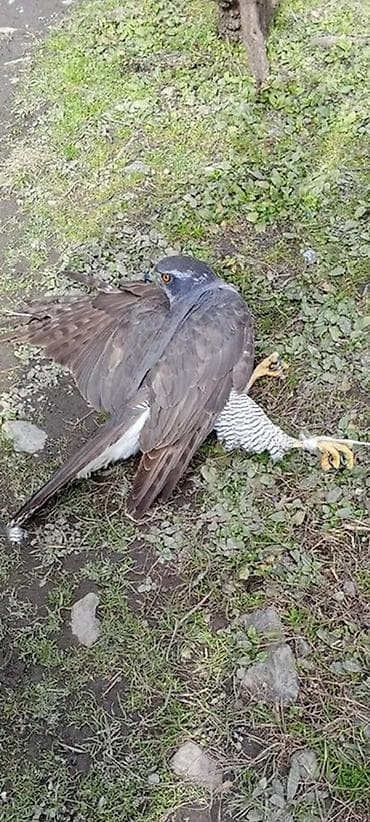 Yırtıcı quş – qırğı tipli (şahin/kərkəs ailəsindən). Xüsusiyyətlər: -