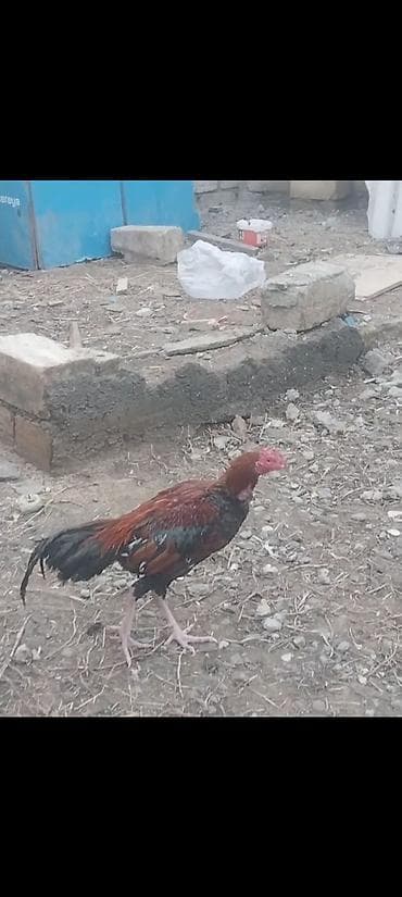 yerli xoruzlar: Məhsul: Cücərti xoruz (uzunayaqlı, bərk bədənli) Təsvir: - Rəng — 4