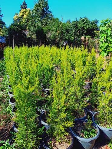 aile agaci: Limonu Yolka🌲 — 1