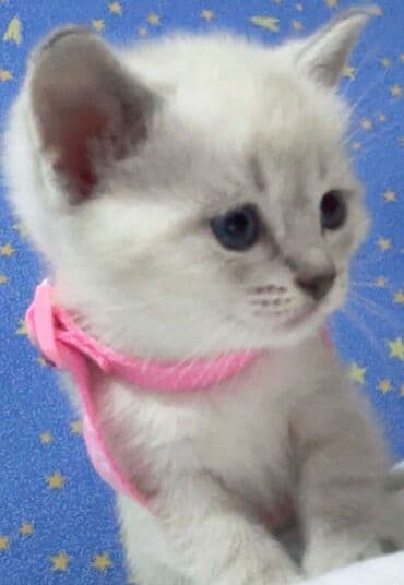 кошка: Сиамская, Самка — 1