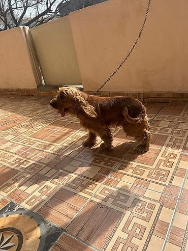 haski sekilleri: Koker spaniyel, 8 ay, Erkek, Ünvandan götürmə — 4