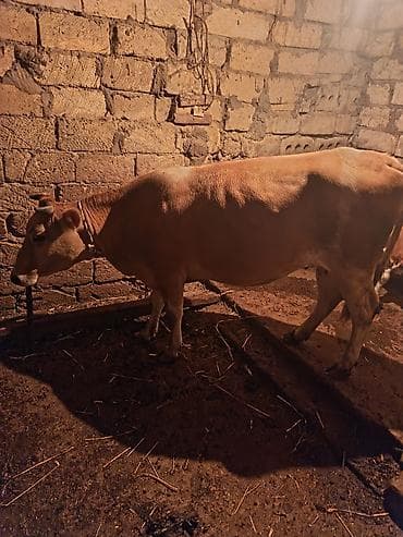 pudel disi: Süd inəyi və balasi 2 ci balsidi 2 ayliğ simental dişi bala ile — 4