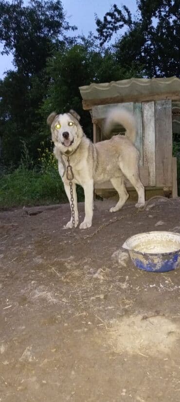 2 il, Erkek, Peyvəndli, Ünvandan götürmə lalafo.az -da 2 il, Erkek, Peyvəndli, Ünvandan götürmə