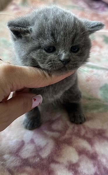 heyvan per page 40: Şotland — 2