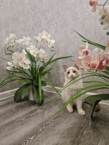 qold pişik: Siam, Erkək, Yaxşı əllərə, Pulsuz çatdırılma, Ödənişli çatdırılma — 2