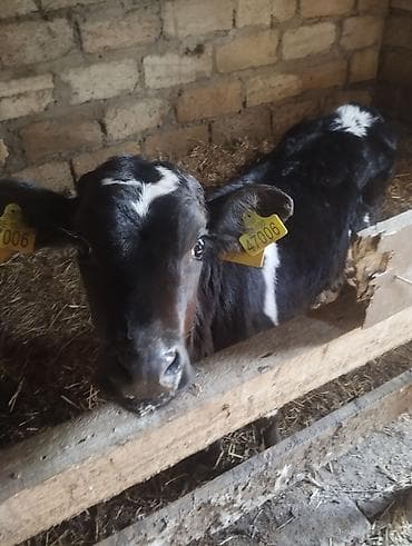 simmental danalarin satisi: Erkək simental ot yeyir — 3