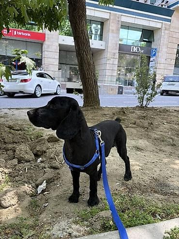 bull terier: Cocker spaniel Cütləşməyə dişi axtarırıq Unvan binə qəsəbəsi. Alex — 3